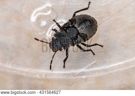 Stink Bug Nymph Of The Family Pentatomidae That Mimics Cephalotes Tortoise Ants