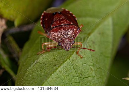 Adult Stink Bug Of The Family Pentatomidae