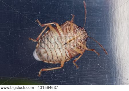 Adult Stink Bug Of The Family Pentatomidae