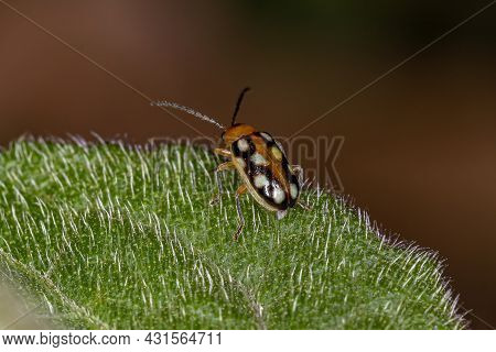 Adult Small Flea Beetle Of The Subfamily Galerucinae