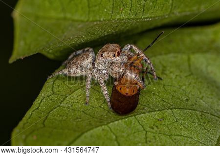 Small Jumping Spider Of The Subtribe Dendryphantina Preying On A Lauxaniid Fly Of The Family Lauxani