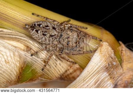 Adult Female Jumping Spider Of The Subtribe Dendryphantina