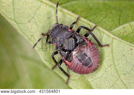 Stink Bug Nymph Of The Family Pentatomidae That Mimics Cephalotes Tortoise Ants