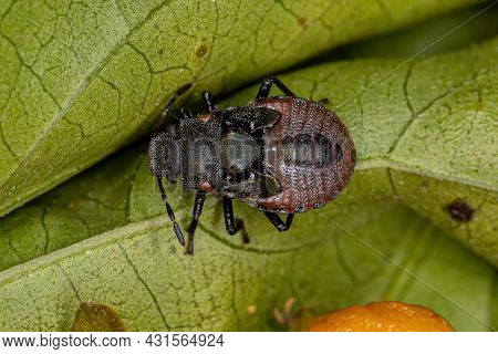 Stink Bug Nymph Of The Family Pentatomidae That Mimics Cephalotes Tortoise Ants
