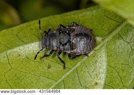 Stink Bug Nymph Of The Family Pentatomidae That Mimics Cephalotes Tortoise Ants