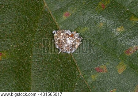 Green Lacewing Larva Of The Family Chrysopidae