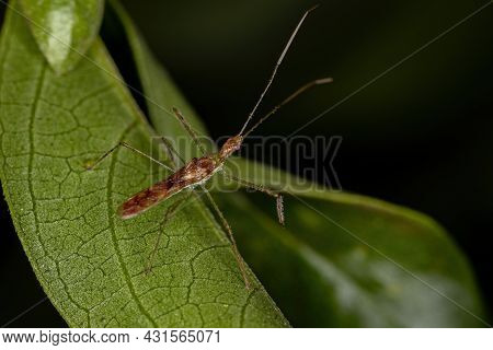Adult Assassin Bug Of The Tribe Harpactorini