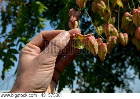 It Sprouts Bronze-pink, Has A Fresh Green Color In Summer And Turns Fiery Orange In Autumn And Then 