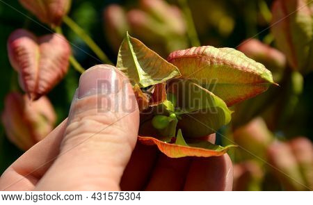 It Sprouts Bronze-pink, Has A Fresh Green Color In Summer And Turns Fiery Orange In Autumn And Then 