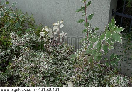 Bold White Edges Of The Leaves, Which Add To The Attractiveness Of The Tree Throughout The Season. D