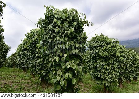 Garden Black Pepper - Plant With Green Berries And Leaves (kumily, Kerala, India) Fresh Peppercorn B