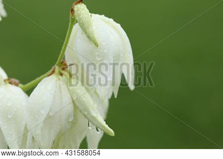 White Flowers With Drops Of Rain. Closeup