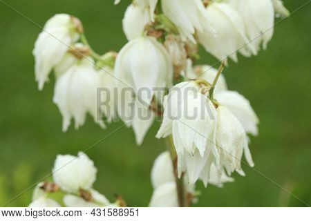 Closeup White Flowers On The Green Background