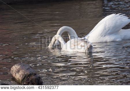 Two White Mute Swan, Mother And Chick Feeding On River. Cygnus Olor, Swimming On River Blue Water Su
