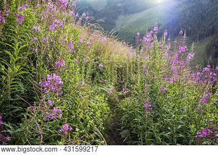 Epilobium Angustifolium Flowers, Otrhance Mountain Ridge, Western Tatras, Slovak Republic. Seasonal 