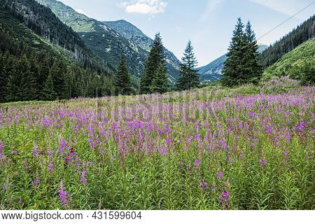 Rackova Valley, Western Tatras Mountains, Slovak Republic. Hiking Theme.