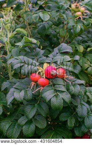 Rose Hip (rose Haw, Rose Hep) Bush With Fruits