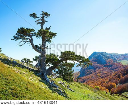 Bosnian pine on Serra di Crispo mountain (Garden of Gods), Pollino National Park, southern Apennine Mountains, Italy.