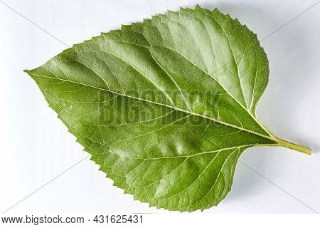 A Green Poplar Leaf On A White Background Taken In Close-up Can Be Used By The Designer