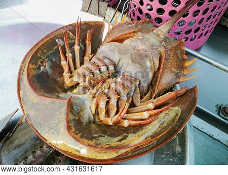 Fresh Horseshoe Crabs Or Tachypleus Gigas Sold At The Fisherman's Pier. Sea Food.