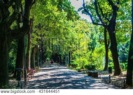 View Of Cismigiu Garden, Public Park With Tree Lined Paths. Cismigiu Park In Bucharest, Romania, 202