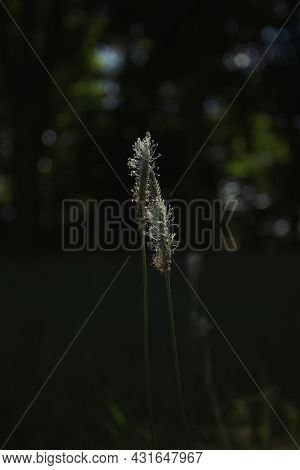 Close Up Of Blooming Meadow Herb Flower On Dark Background. The Sun Rays Illuminate The Flowering Me