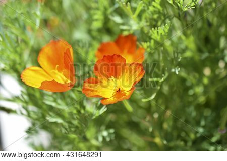 Yellow-red Flowers Of Escholtia Papaveraceae Close-up Old