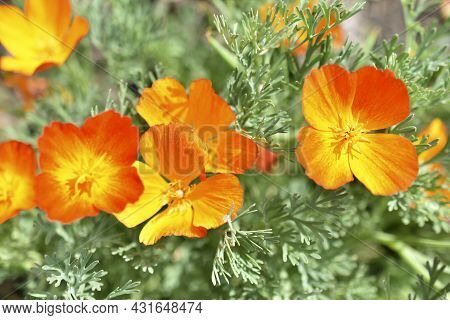 Yellow-red Flowers Of Escholtia Papaveraceae Close-up Old