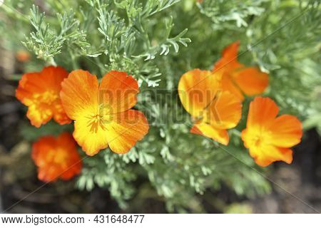Yellow-red Flowers Of Escholtia Papaveraceae Close-up Old