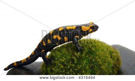 Salamander på en Mos