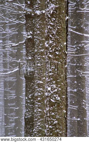 Three Spruce Trees In A Spruce Forest Line Up To Becme One, Dupage County, Illinois