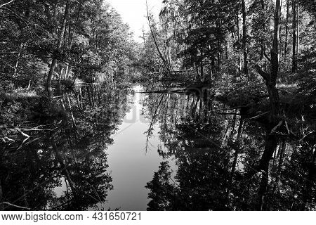 The Obra River Flowing Through The Forest During Summer In Poland , Monochrome