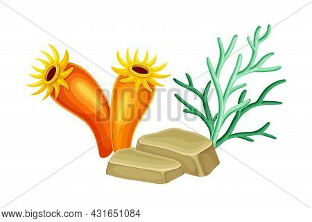 Sea Marine Coral Deep On Ocean Bottom And Stone Vector Composition