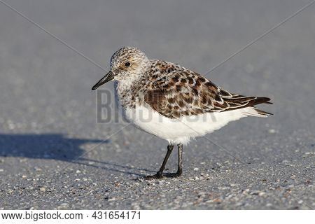 A Sanderling, Calidris Alba Standing On A Sandy Beach In Florida