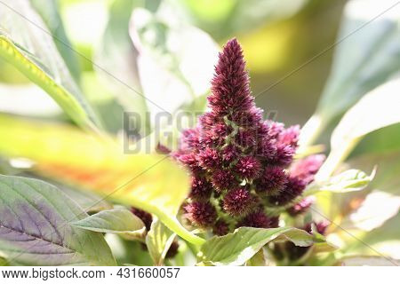 Beautiful Flower Comb Or Celosia Cristata With Green Leaves Blooming In Garden Closeup
