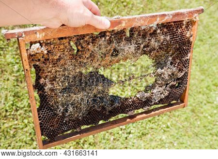 Wax Bee Frame Eaten By Parasites. Wax Moth. Pests Of Active Hives. Galleria Mellonella Species In A 