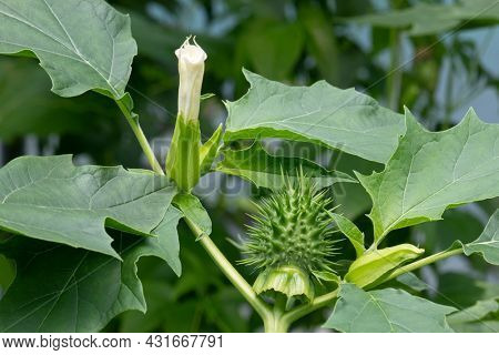 Datura stramonium plant with flower and thorn apple close up outdoor