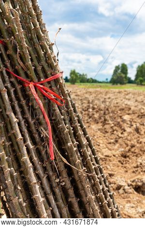 Stalk Cassava Prepared For Planting, Asia, Natural