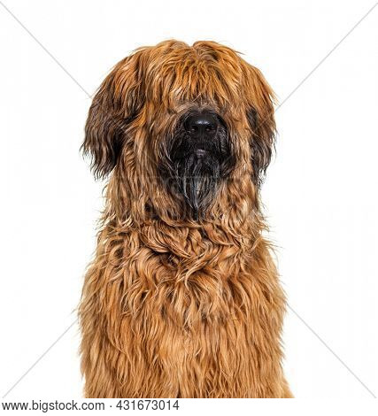 Head shot of a Fawn Briard dog isolated on white
