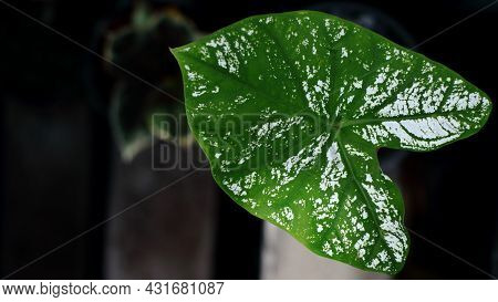 Alocasia Macrorrhizos On A Dark Background, Copy Space.