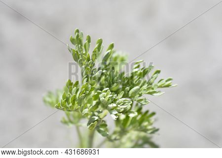 Common Wormwood Leaves - Latin Name - Artemisia Absinthium