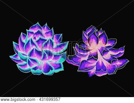 Succulents Flowers, Domestic Plant Grows In Pots And In Nature In The Desert Or In The Sand Stone Ro