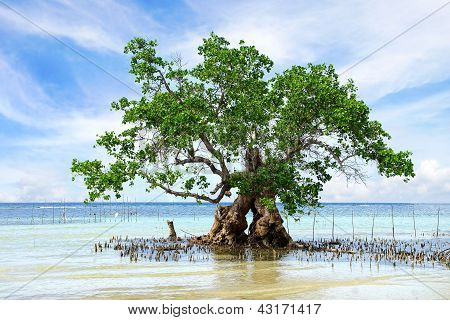 Paisagem com árvore de mangue.