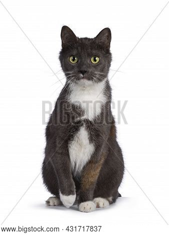 Extremely Rare Male Tortie Cat, Sitting Up Facing Front, Looking Frisky Towards Camera. Isolated On 