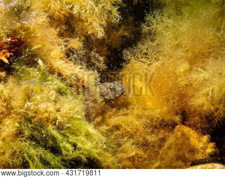 A Sandy Goby, Pomatoschistus Minutus, In The Sound, The Water Between Sweden And Denmark