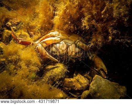 A Dead Crab In Yellow Seaweed. Scuba Diving In Oresund, The Water Between Sweden And Denmark