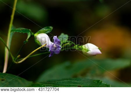 Light Violet Color Flower Of A Wild Plant Belonging To Strobilanthes Species  From Western Ghats