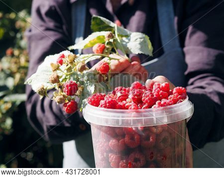 Autumn Picking Of Berries. An Older Woman Collects Red Ripe Remontant Raspberries From The Branches.