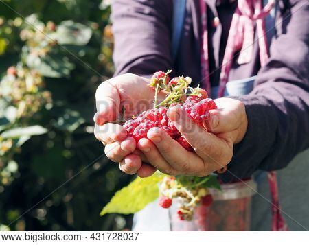 Autumn Picking Of Berries. An Older Woman Collects Red Ripe Remontant Raspberries From The Branches.
