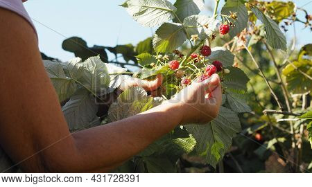 Autumn Picking Of Berries. An Older Woman Collects Red Ripe Remontant Raspberries From The Branches.